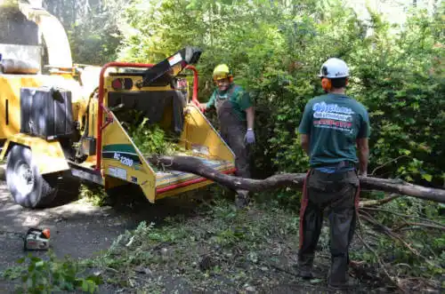 tree services Los Angeles